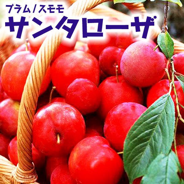 プラム スモモ サンタローザ 15cmポット接木苗 メーカー包装済