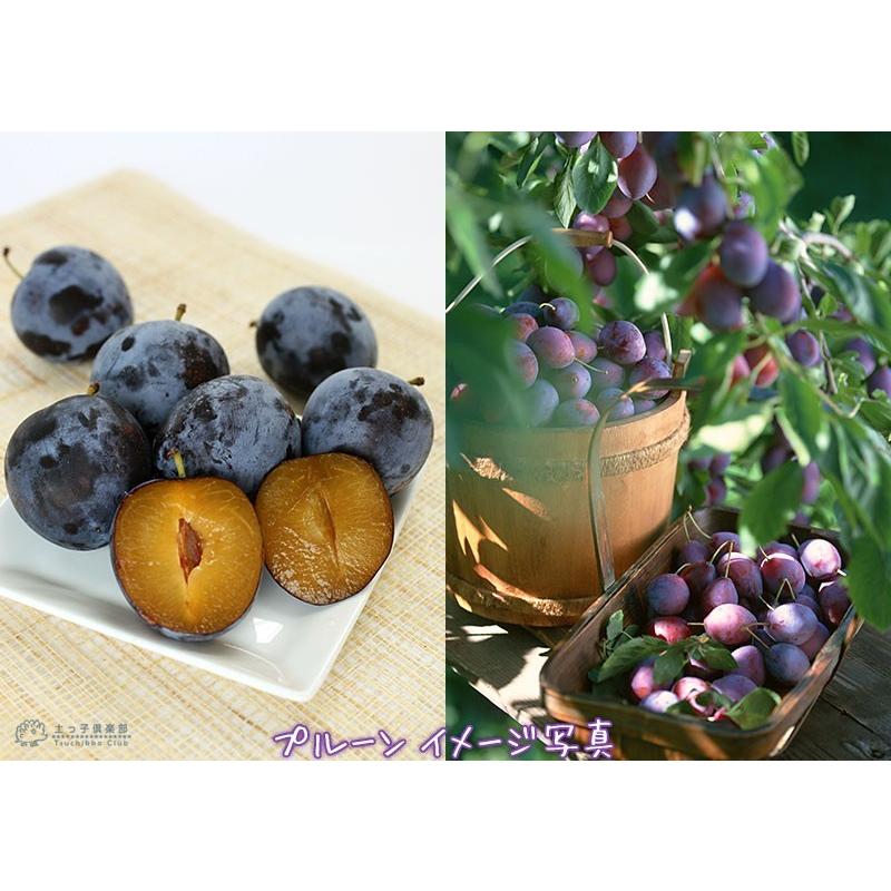 プルーン （ セイヨウスモモ） 『 シュガープルーン 』 15cmポット