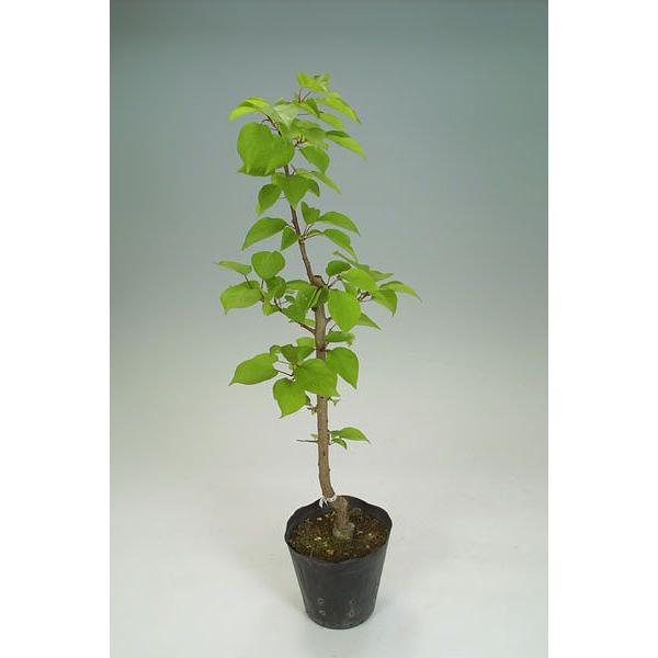 杏 （アンズ） 15cmポット接木苗 : 花と緑の専門店 土っ子倶楽部