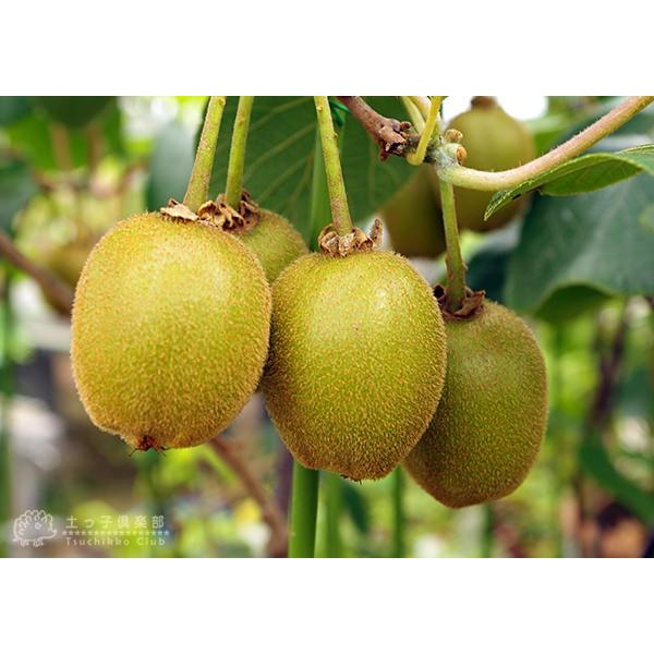 キウイフルーツ ゴールデンキング 9cmポット接ぎ木苗 オスメス 2個セット F 048 花と緑の専門店 土っ子倶楽部 通販 Yahoo ショッピング