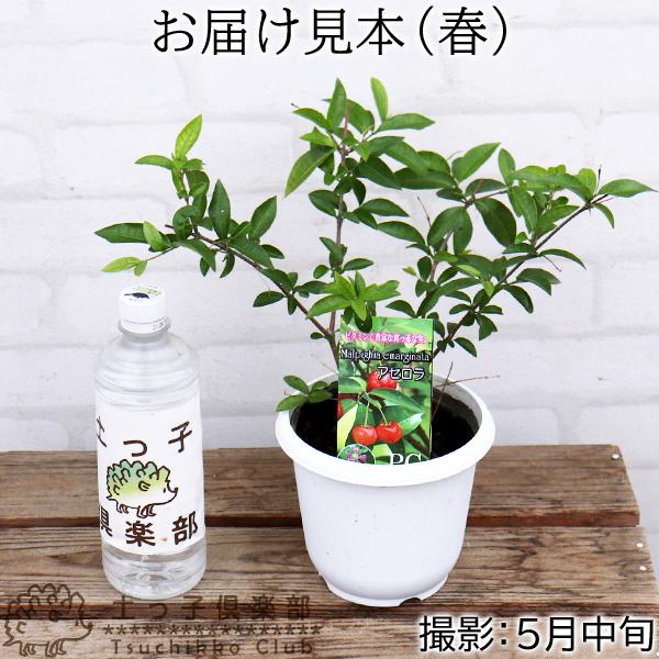 アセロラとオリーブの鉢植え売ります 楽天市場】オリーブ オリーブの木 ホワイトセラアート鉢 8号鉢 送料