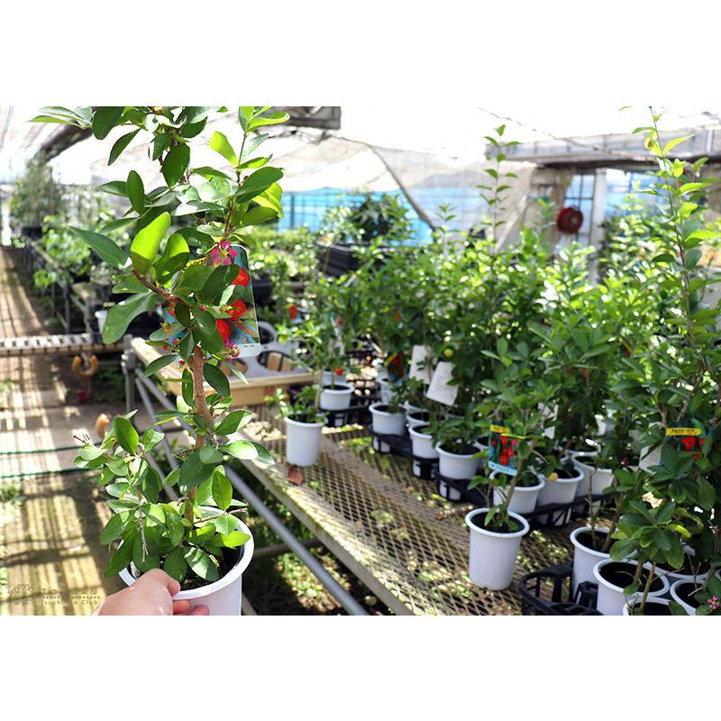 アセロラの木 4号鉢植え : 花と緑の専門店 土っ子倶楽部 - 通販