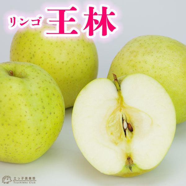 未使用 りんご 王林 おうりん 15cmポット苗 黄リンゴ 未使用 りんご 王林 おうりん 15cmポット苗 黄リンゴ