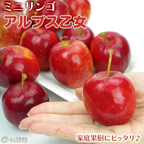 りんご 『 アルプス乙女 』 （ ミニリンゴ ） 接ぎ木ポット苗（Yahoo!・花と緑の専門店 土っ子倶楽部）