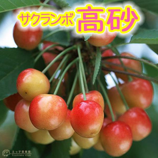 サクランボ 『 高砂 （ たかさご ） 』 15cmポット苗 : 花と緑の専門店