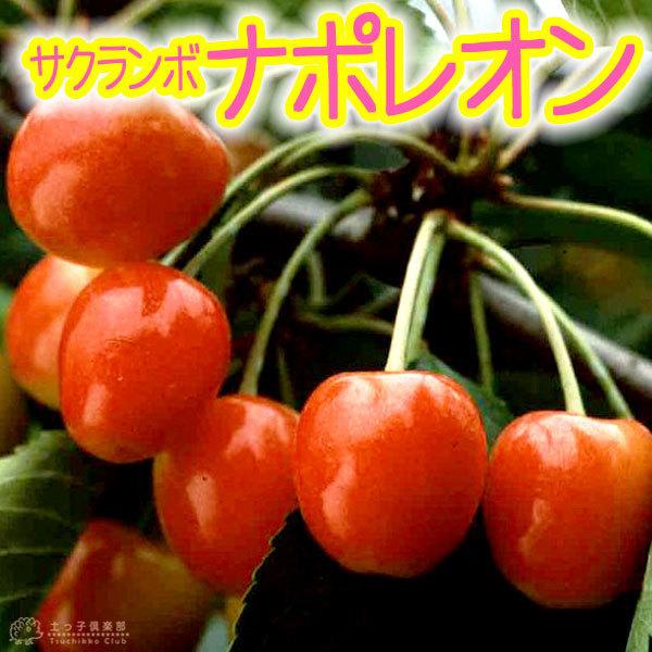 サクランボ 『 ナポレオン 』 15cmポット苗 : 花と緑の専門店 土っ子