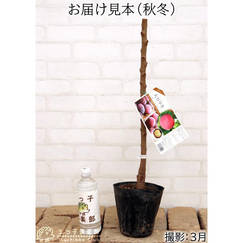 大石早生プラム苗木 約90cm 大株 大石早生プラム苗木 約90cm 大株 すもも(プラム)苗木 大石早生