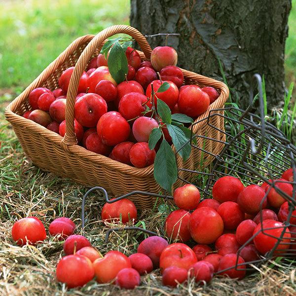 プラム （ スモモ ） 『 大石早生 』 15cmポット苗 : 花と緑の専門店