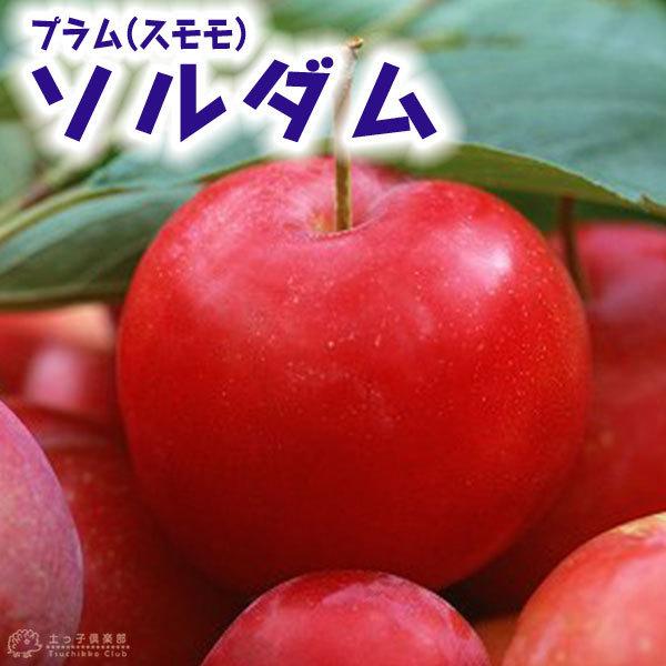 プラム （ スモモ ） 『 ソルダム 』 15cmポット苗 : 花と緑の専門店