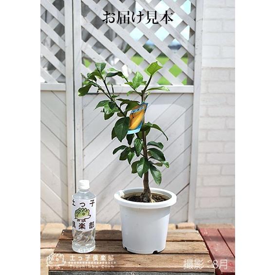 トゲなしレモン 6号鉢植え 接ぎ木苗 【2個セット】 【送料無料】 : 花