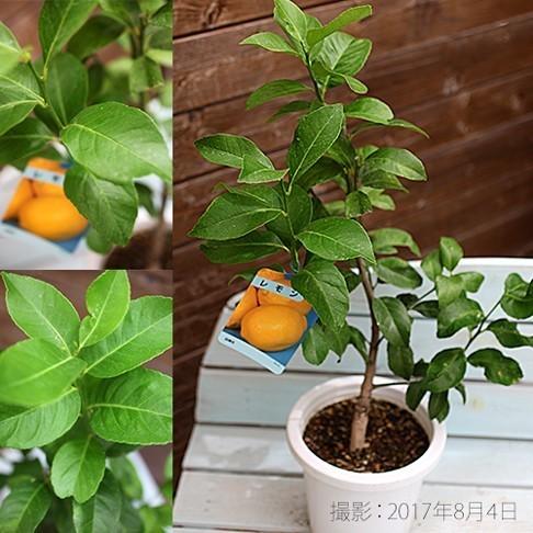 トゲなしレモン 6号鉢植え 接ぎ木苗 【2個セット】 【送料無料】 : 花
