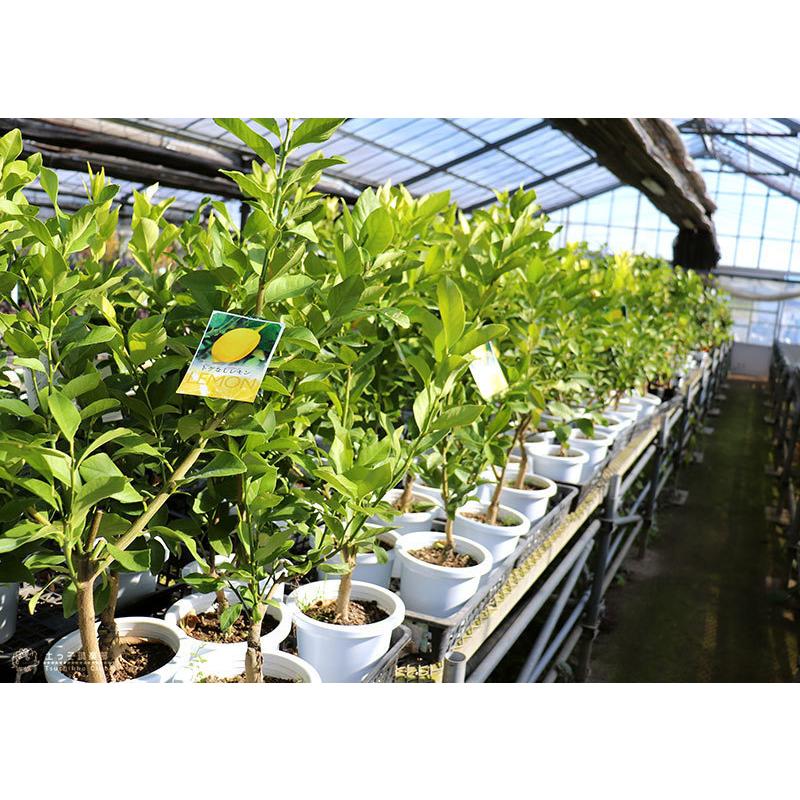 トゲなしレモン 6号鉢植え 接ぎ木苗 【2個セット】 【送料無料】 : 花