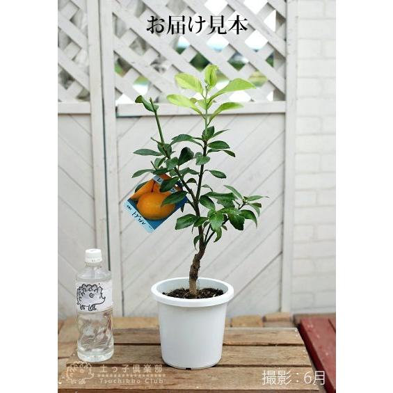 レモンの木 トゲなしレモン 5号鉢植え 接ぎ木苗 リスボン系 F 0 H5 花と緑の専門店 土っ子倶楽部 通販 Yahoo ショッピング