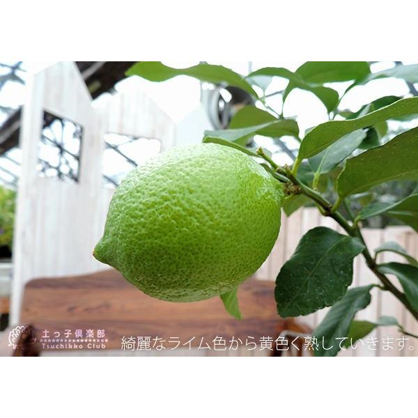 実付き ） レモンの木 『 トゲなしレモン 』 送料無料 接ぎ木 大苗 8号
