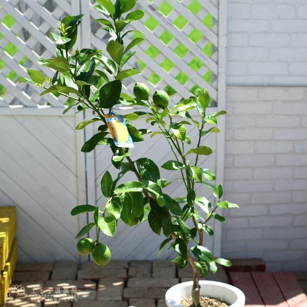 実付きレモン大苗