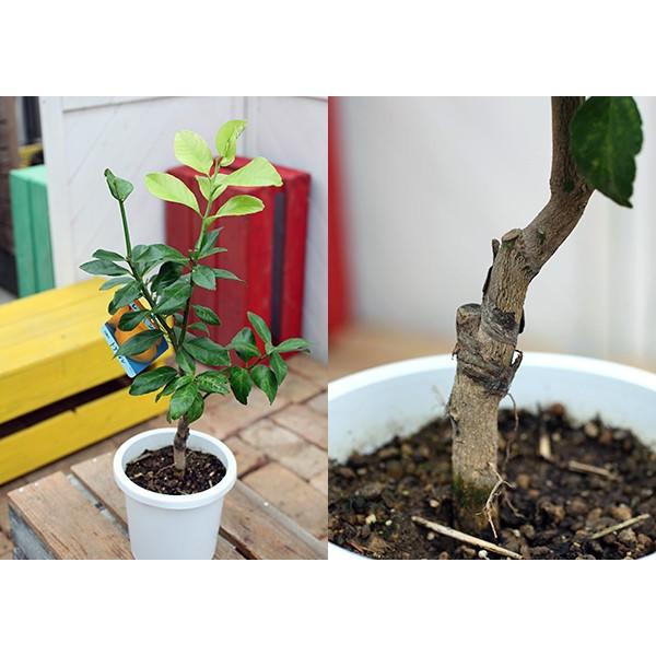トゲなしレモン 6号鉢植え 接ぎ木苗 レモン レモンの木 レモン苗 爆買