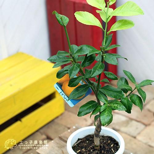 トゲなしレモン 6号鉢植え 接ぎ木苗 : 花と緑の専門店 土っ子倶楽部