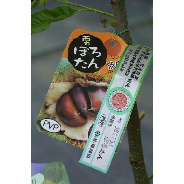 現品 栗 ぽろたん 管理番号A 栗 『 ぽろたん 』セット （2品種組） 肥料付き!! : 花と緑の専門店 土