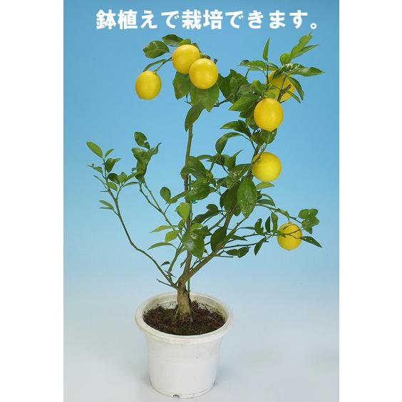 リスボンレモン 接ぎ木15cmポット苗 : 花と緑の専門店 土っ子倶楽部
