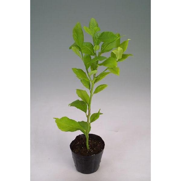 リスボンレモン 接ぎ木15cmポット苗 : 花と緑の専門店 土っ子倶楽部