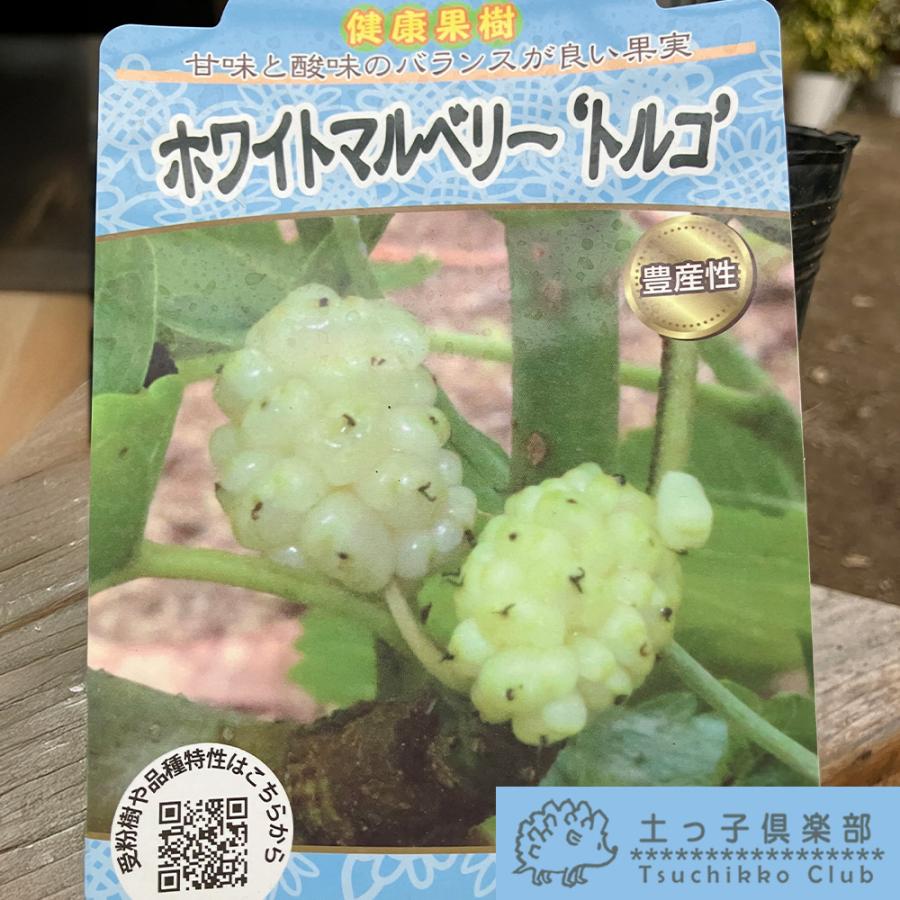 ホワイトマルベリー【トルコ】13.5cm（4.5号）ポット苗 珍しい 白実 桑