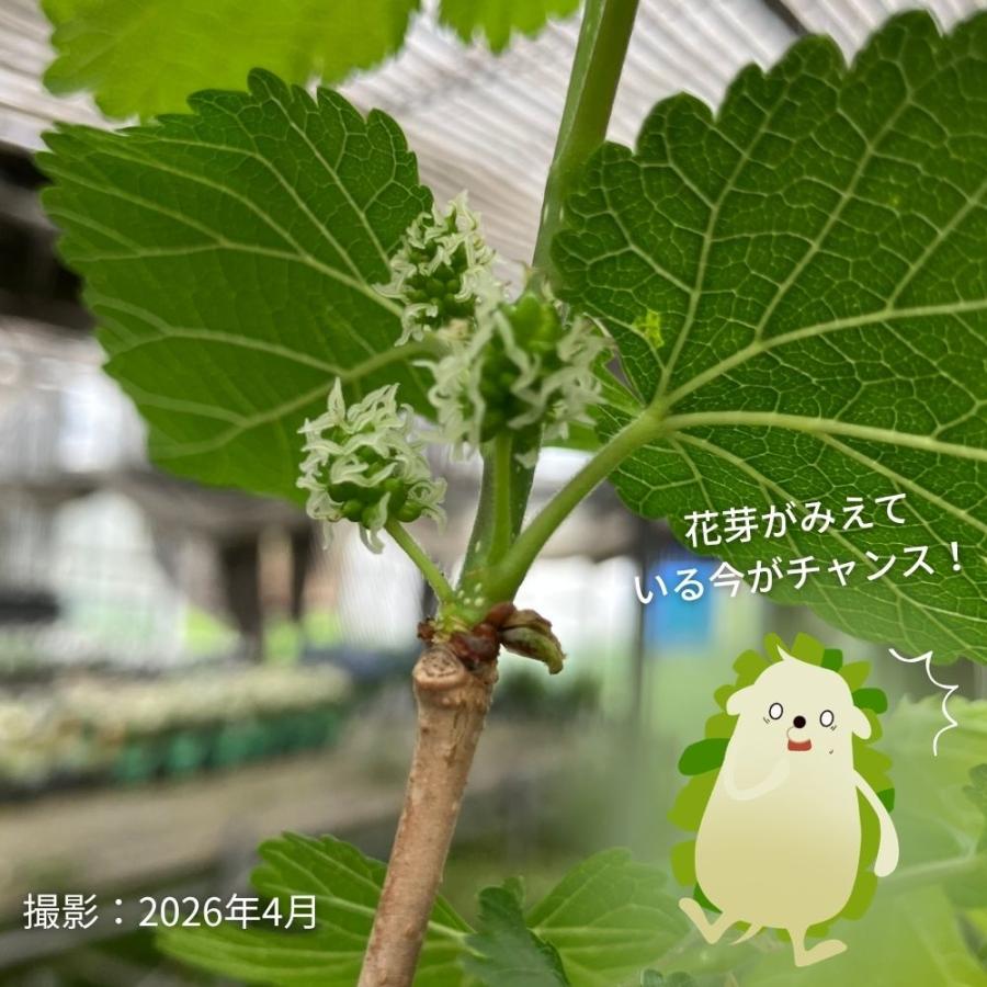 ホワイトマルベリー【トルコ】13.5cm（4.5号）ポット苗 珍しい 白実 桑