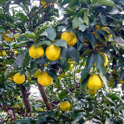 木頭柚子 本ゆず ホンユズ 接ぎ木 15cmポット苗 F 101 花と緑の専門店 土っ子倶楽部 通販 Yahoo ショッピング