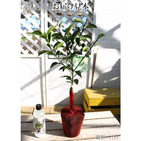 平兵衛酢 （ ヘベス ） 15cmポット 接ぎ木苗 : 花と緑の専門店 土っ子