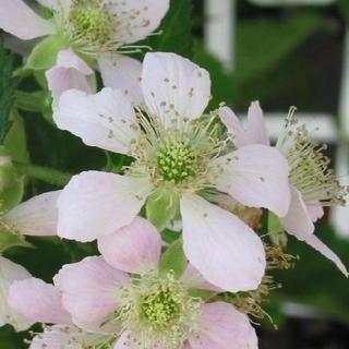 トゲなし ブラックベリー ボイセンベリー 2個セット 9cmポット苗 ボイソンベリー F 105 10 花と緑の専門店 土っ子倶楽部 通販 Yahoo ショッピング