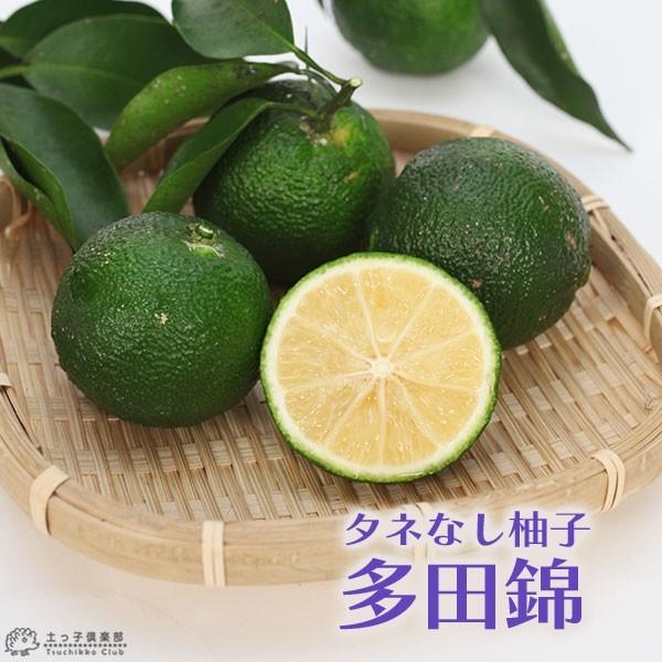 タネなしユズ 『 多田錦 』 15cmポット 2年生 接木苗（Yahoo!・花と緑の専門店 土っ子倶楽部）