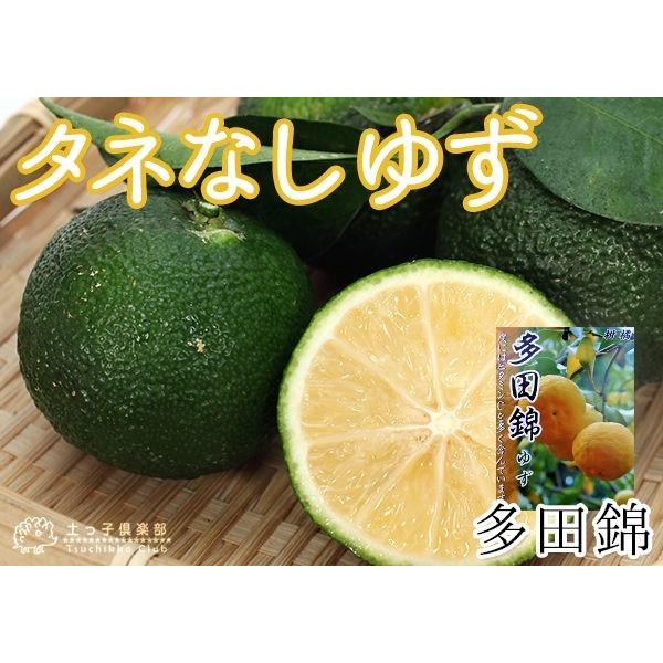 タネなしユズ 『 多田錦 』 15cmポット 2年生 接木苗 : 花と緑の専門店