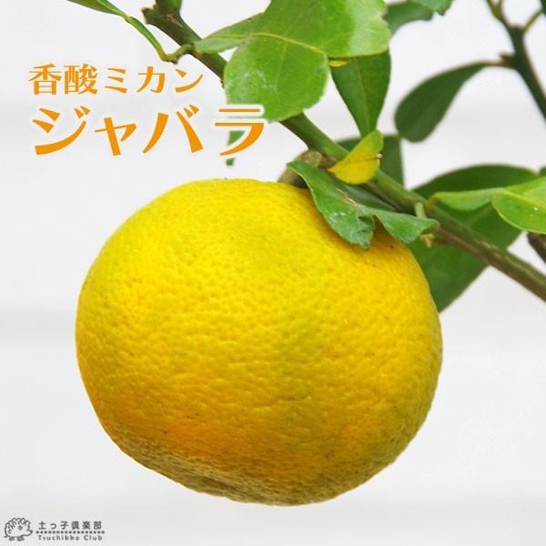 ジャバラ 接ぎ木 15cmポット苗 香酸ミカン F 109 花と緑の専門店 土っ子倶楽部 通販 Yahoo ショッピング