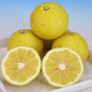 ジャバラ 接ぎ木 15cmポット苗 香酸ミカン F 109 花と緑の専門店 土っ子倶楽部 通販 Yahoo ショッピング