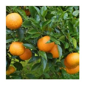 ジャバラ 接ぎ木 15cmポット苗 香酸ミカン F 109 花と緑の専門店 土っ子倶楽部 通販 Yahoo ショッピング