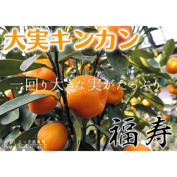 ❌枝付きキンカンの実 5本 三重