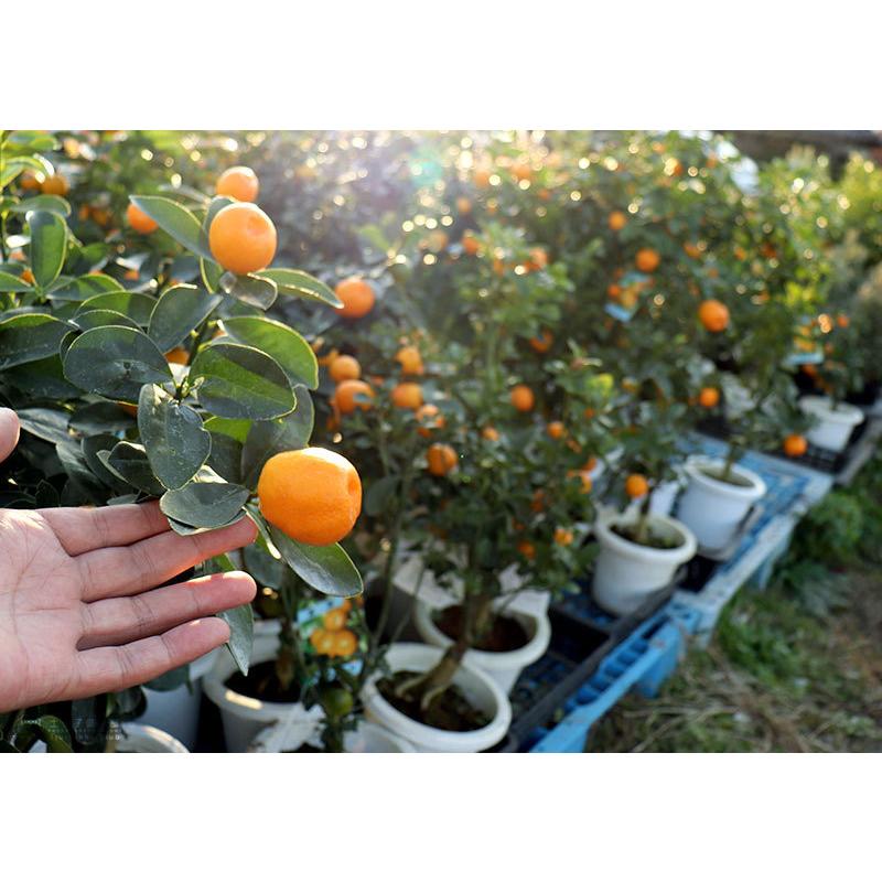 実付き ） 大実キンカン 福寿金柑 接ぎ木苗 6号鉢植え 実付き2個なり