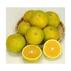 グリーンオレンジ 『 スイートスプリング 』 接ぎ木 15cmポット苗 : 花