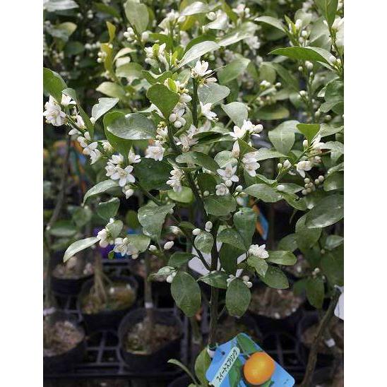 グリーンオレンジ 『 スイートスプリング 』 接ぎ木 15cmポット苗 爆買