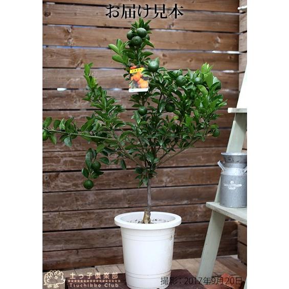 実付き ） 小みかん 『 紀州みかん 』（ 送料無料 接ぎ木大苗 8号