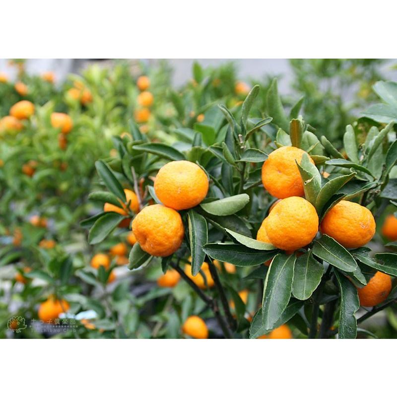 実付き ） 小みかん 『 紀州みかん 』（ 送料無料 接ぎ木大苗 8号