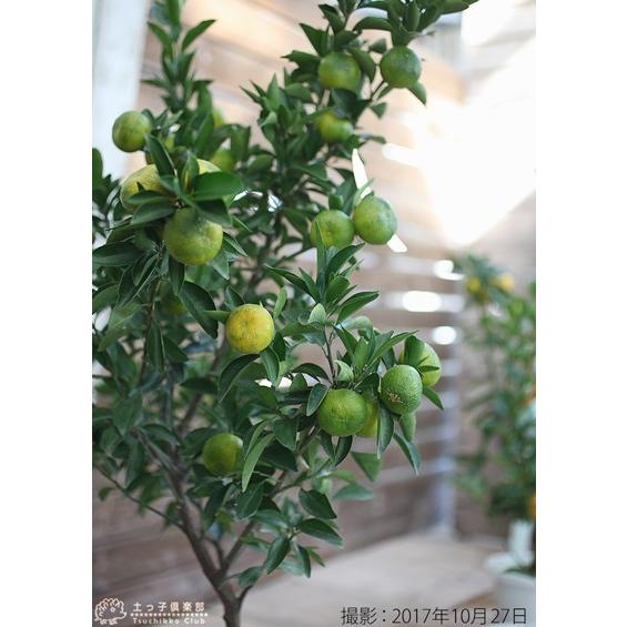 実付き ） 小みかん 『 紀州みかん 』（ 送料無料 接ぎ木大苗 8号