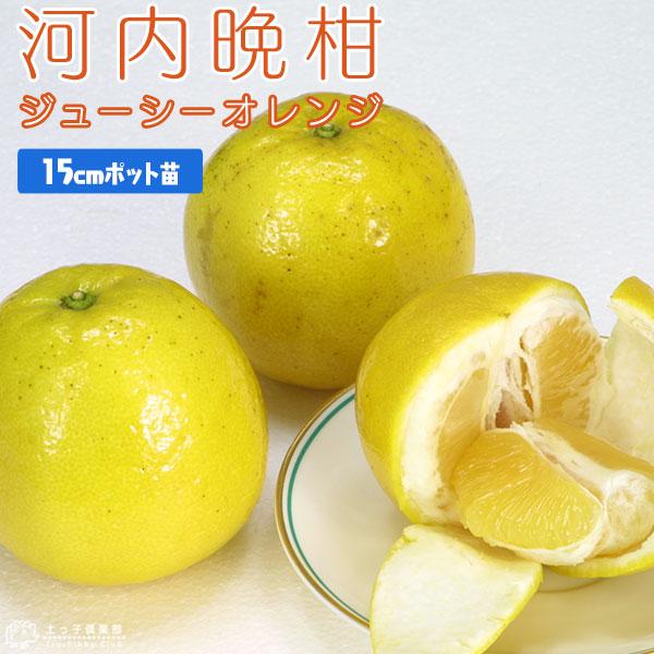 ジューシーオレンジ （河内晩柑） 接ぎ木 15cmポット苗（Yahoo!・花と緑の専門店 土っ子倶楽部）