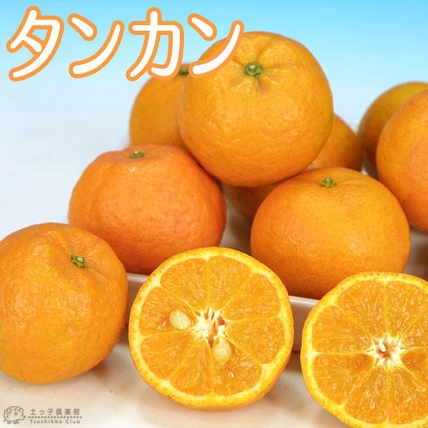 タンカン 接ぎ木 15cmポット苗 甘い｜produce87