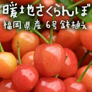 1本でなる 暖地さくらんぼ 6号鉢植え 今期収穫ok F 134 花と緑の専門店 土っ子倶楽部 通販 Yahoo ショッピング