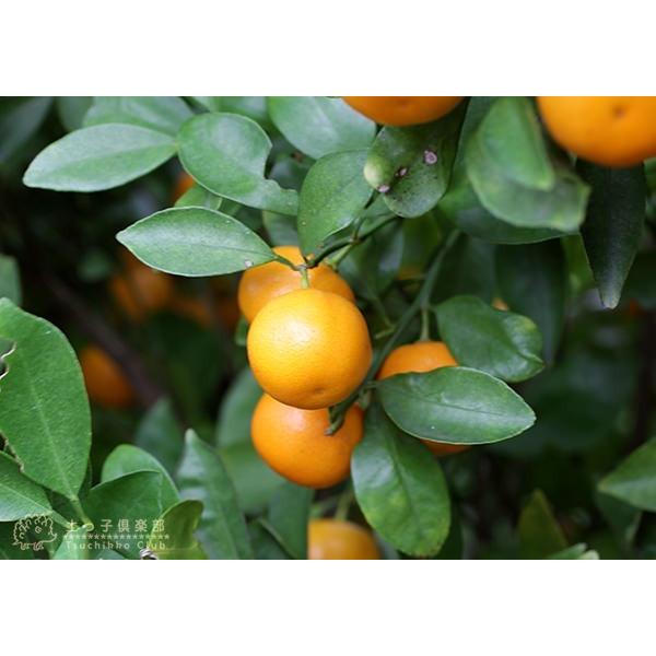 柑橘 『 橘 （ たちばな ） タチバナ 』 21cmポット接ぎ木苗 珍種