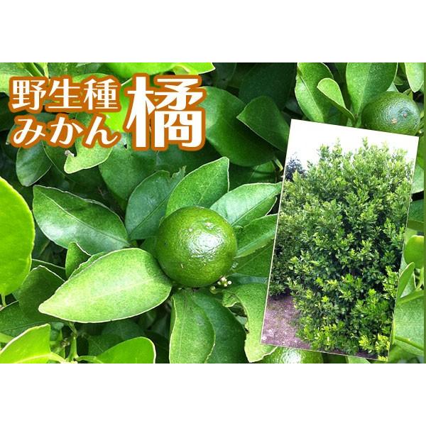 柑橘 『 橘 （ たちばな ） タチバナ 』 21cmポット接ぎ木苗 珍種