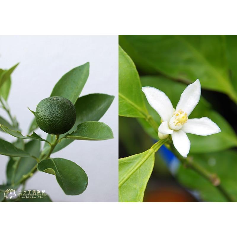 珍種 『 橘 （たちばな） 』 柑橘 接ぎ木 15cmポット苗 : 花と緑の専門