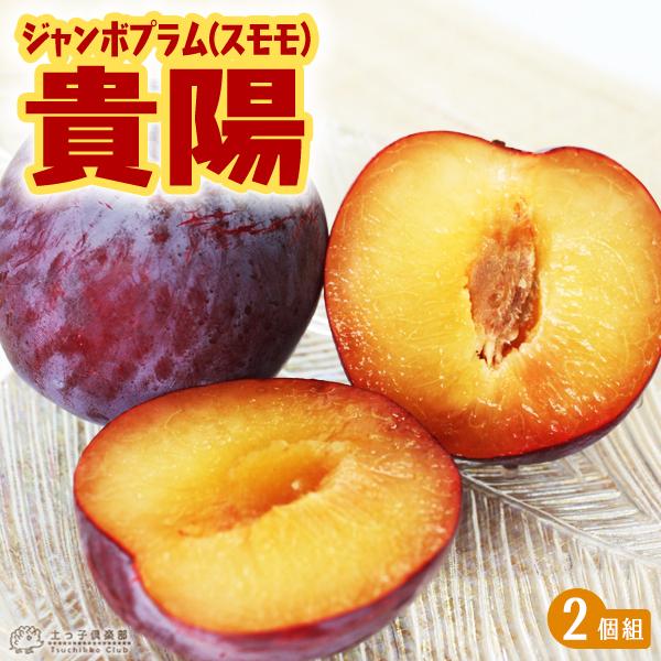 『 ジャンボプラム（スモモ） 貴陽 』 接ぎ木 苗木 2種セット（Yahoo!・花と緑の専門店 土っ子倶楽部）
