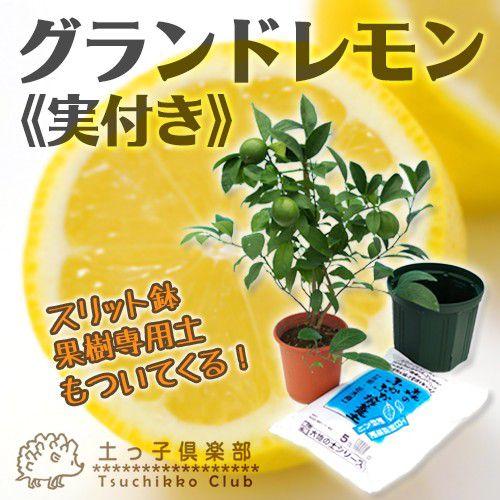 実付き!!》 レモン『グランドレモン』 6号鉢植え 栽培セット（培養土と