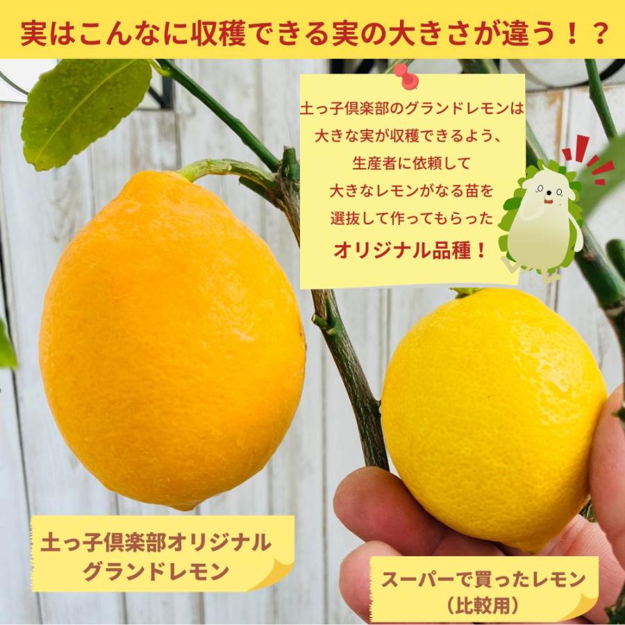 実付き!!》 レモン『グランドレモン』 6号鉢植え 栽培セット（培養土と